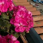 ホテル ラ リヴァ 3*